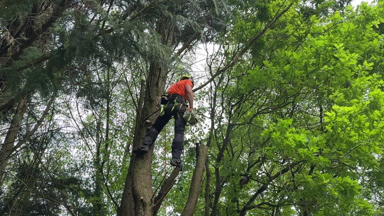 Mansfield, TX Tree Care  Company